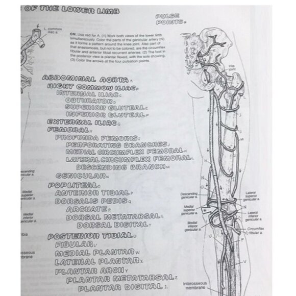 The Anatomy Coloring Book:  Wynn Kapit, Lawrence M. Elson - Picture 7 of 9